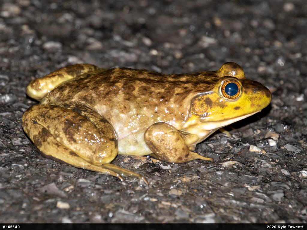 American Bullfrog