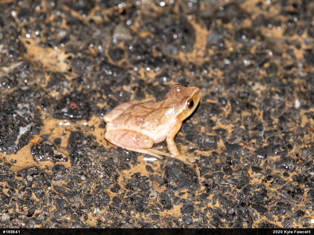 Spring Peeper