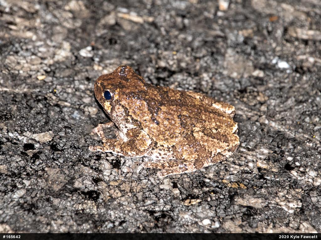 Unknown Gray Treefrog