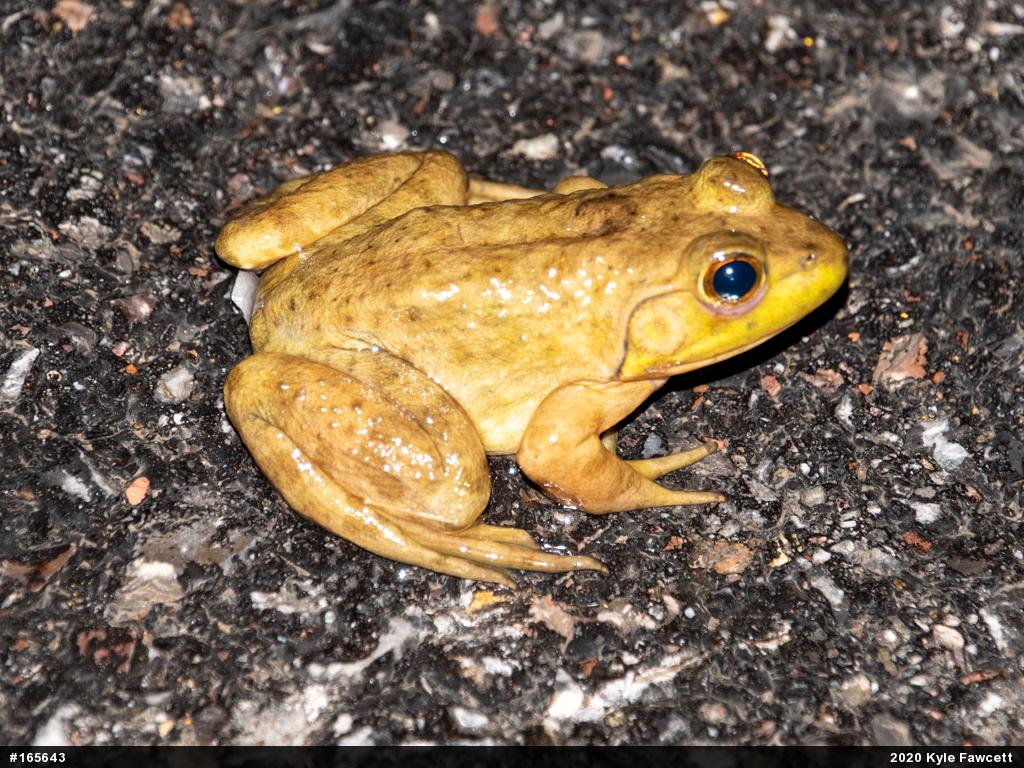 American Bullfrog