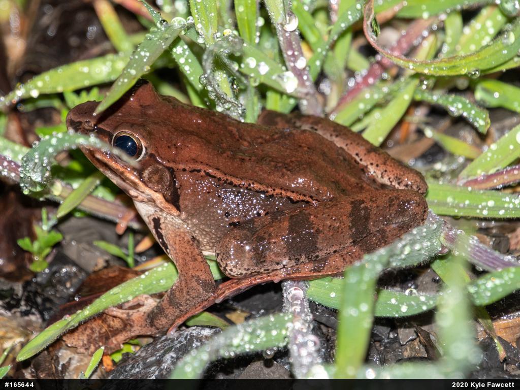 Wood Frog