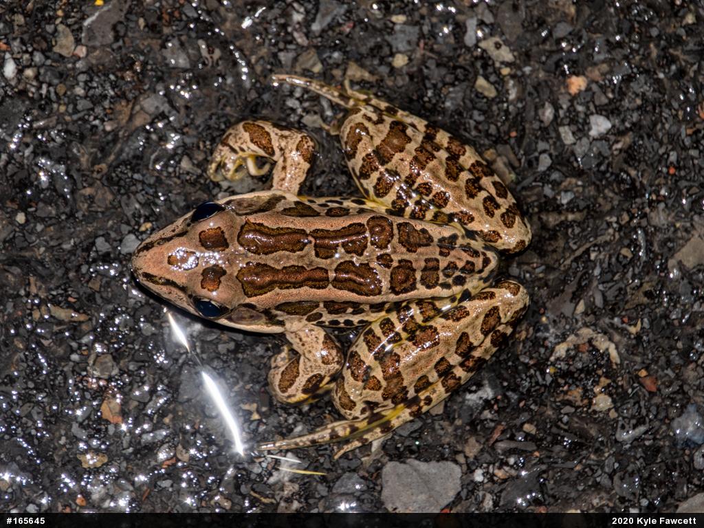 Pickerel Frog