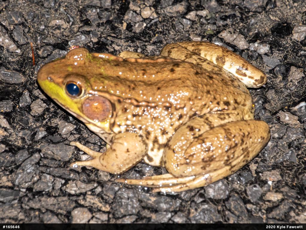 Green Frog