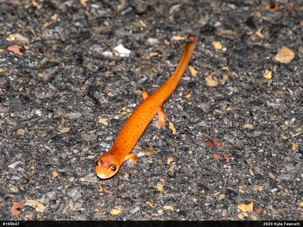 Northern Spring Salamander