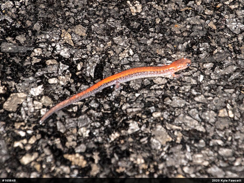 Eastern Red-backed  Salamander