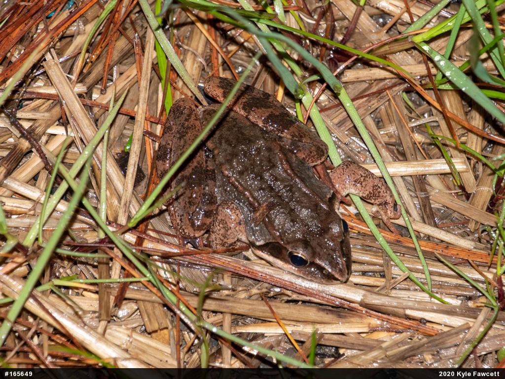 Wood Frog