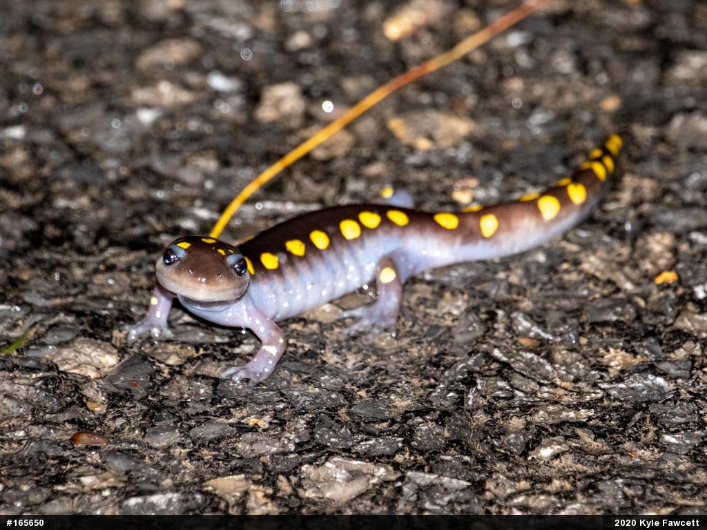 Spotted Salamander