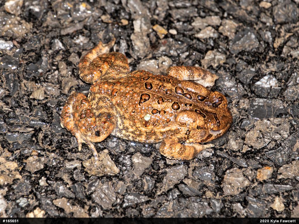 Eastern American Toad