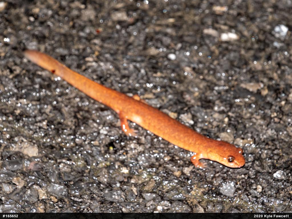 Northern Spring Salamander