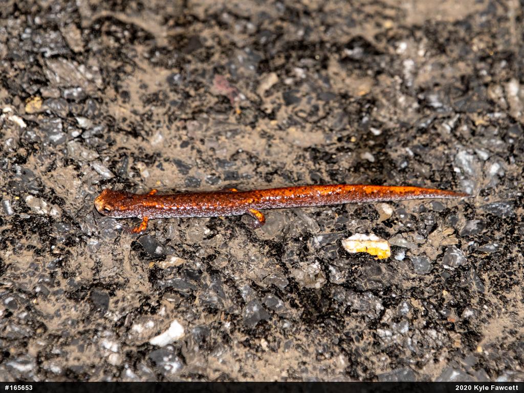 Four-toed Salamander