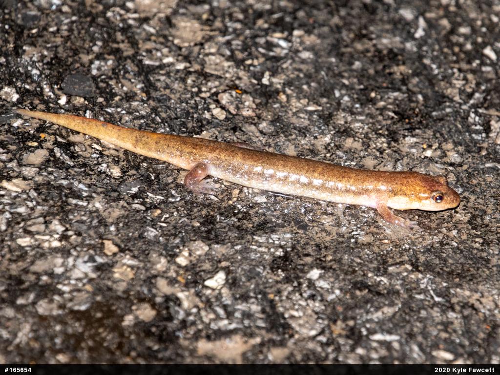 Northern Dusky Salamander