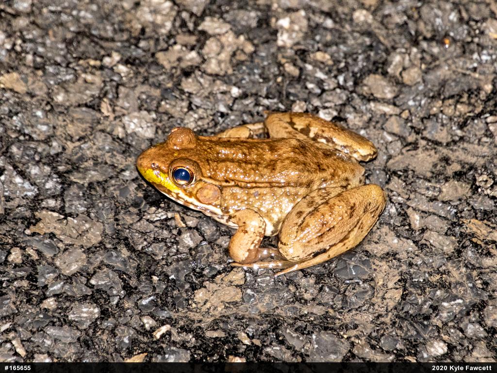 Green Frog