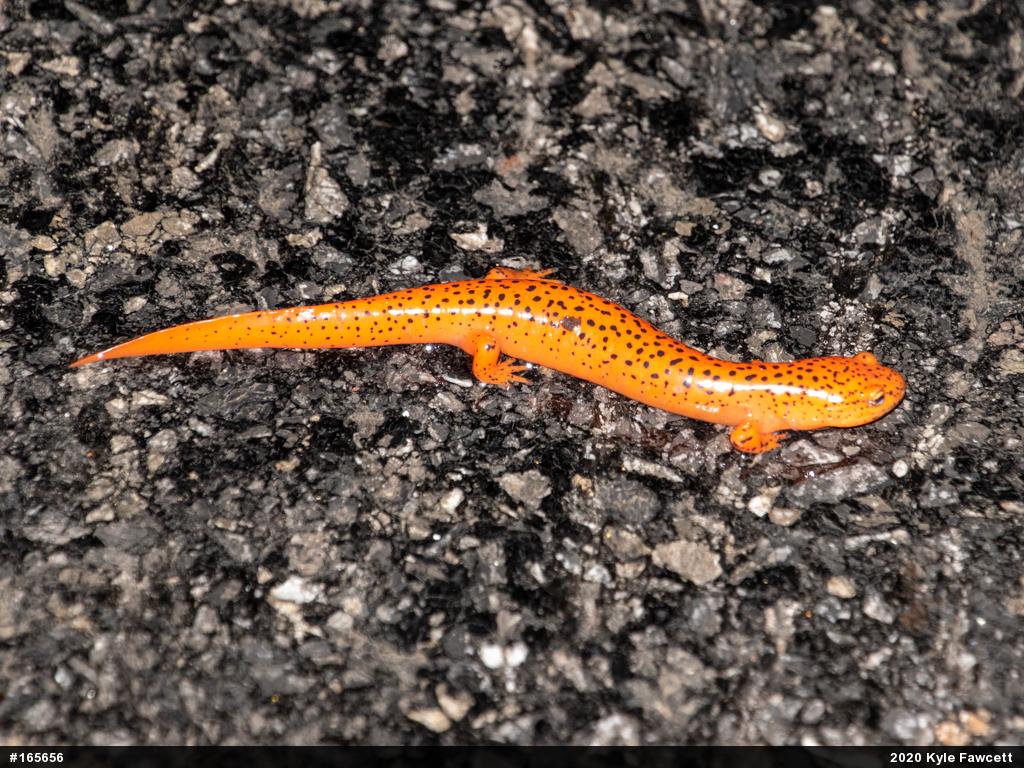 Northern Red Salamander