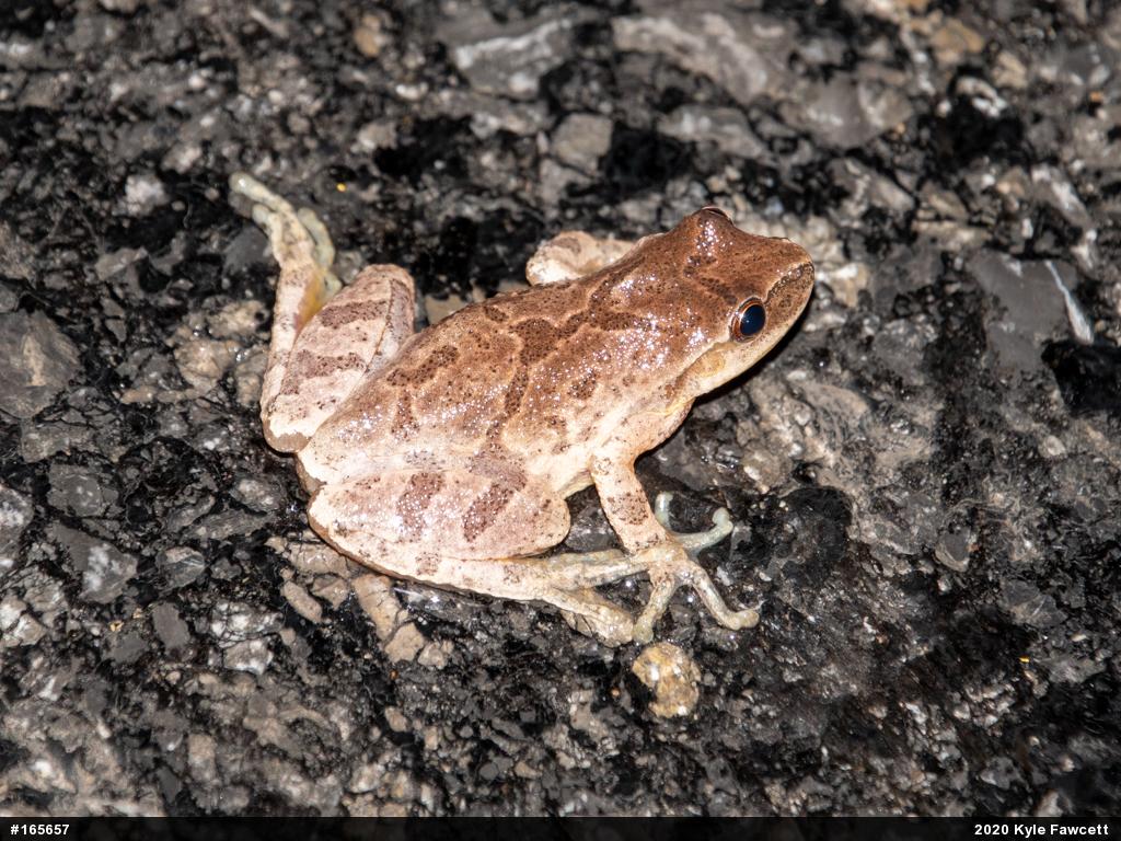 Spring Peeper
