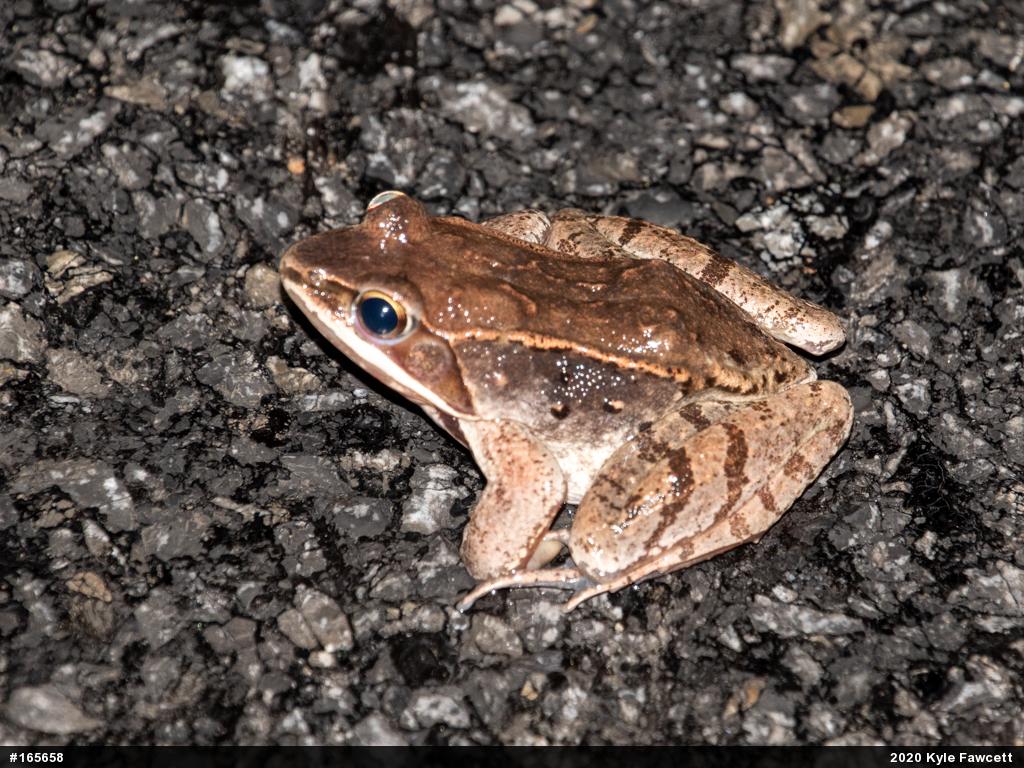 Wood Frog
