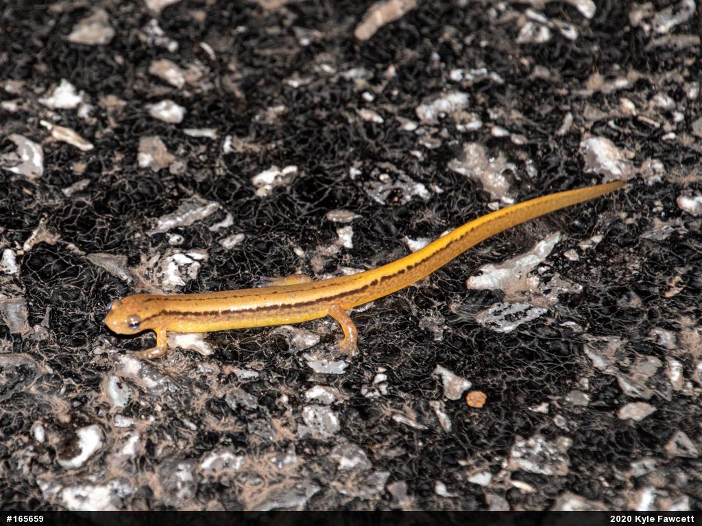 Northern Two-lined Salamander