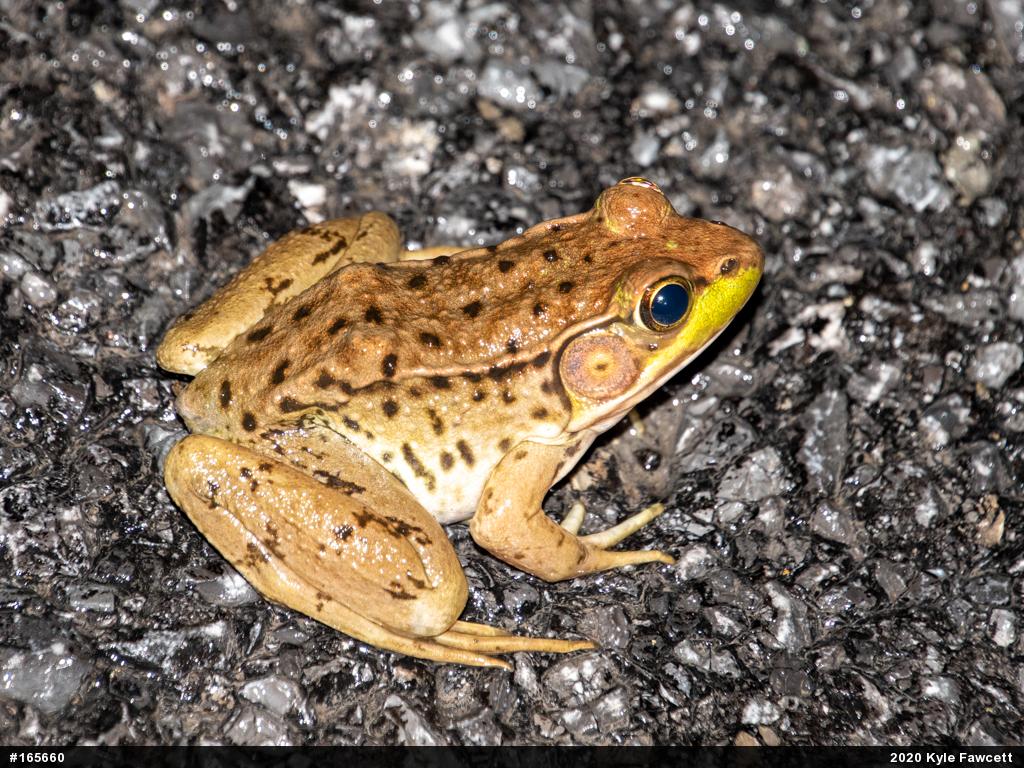 Green Frog