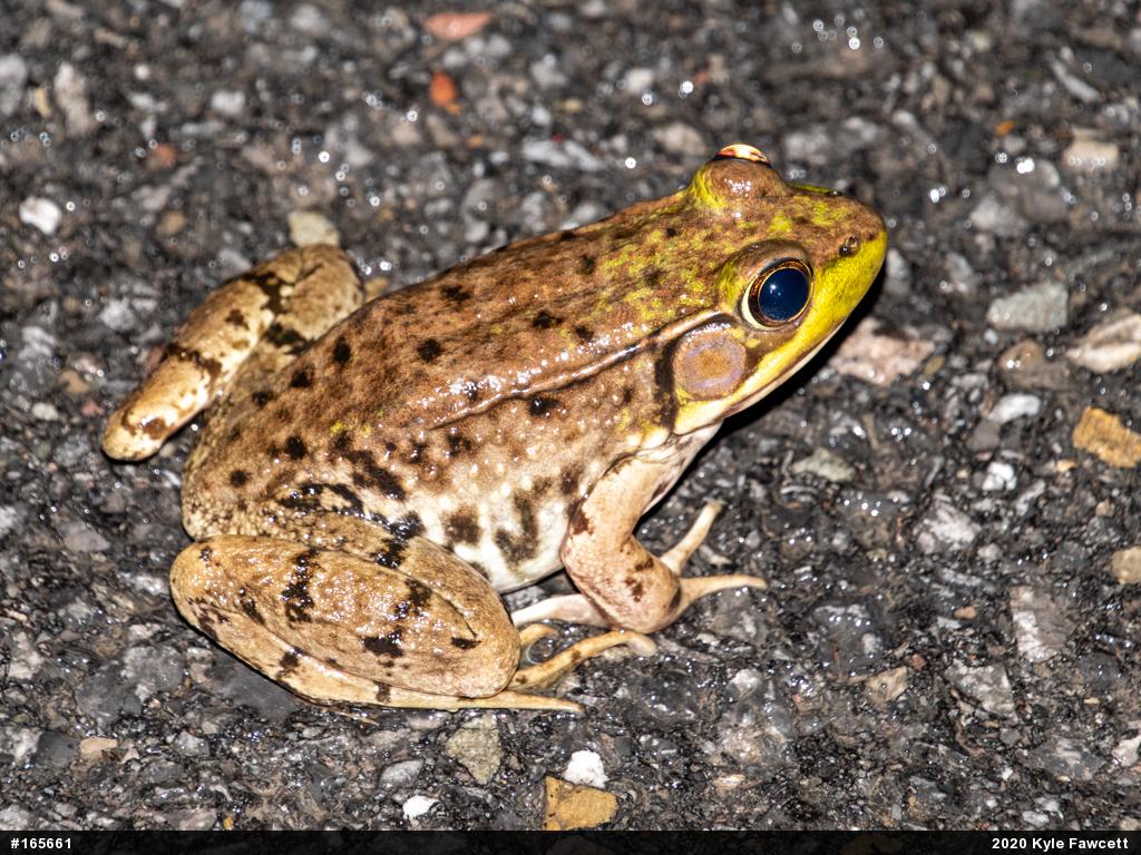 Green Frog