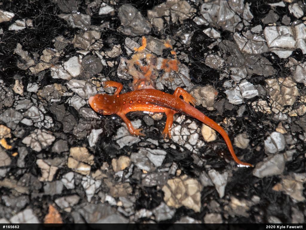 Red-spotted Newt