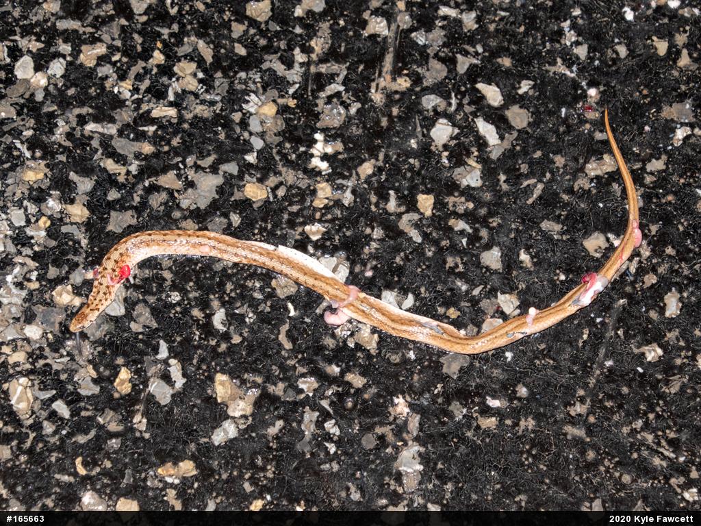 Dekay's Brownsnake