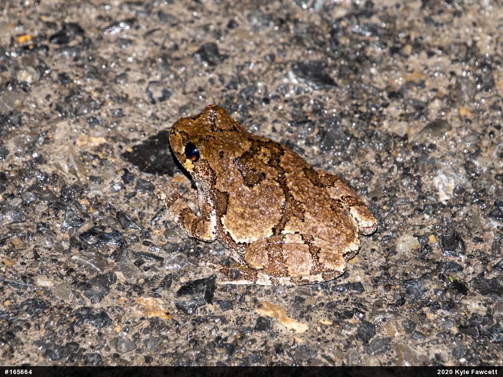 Unknown Gray Treefrog