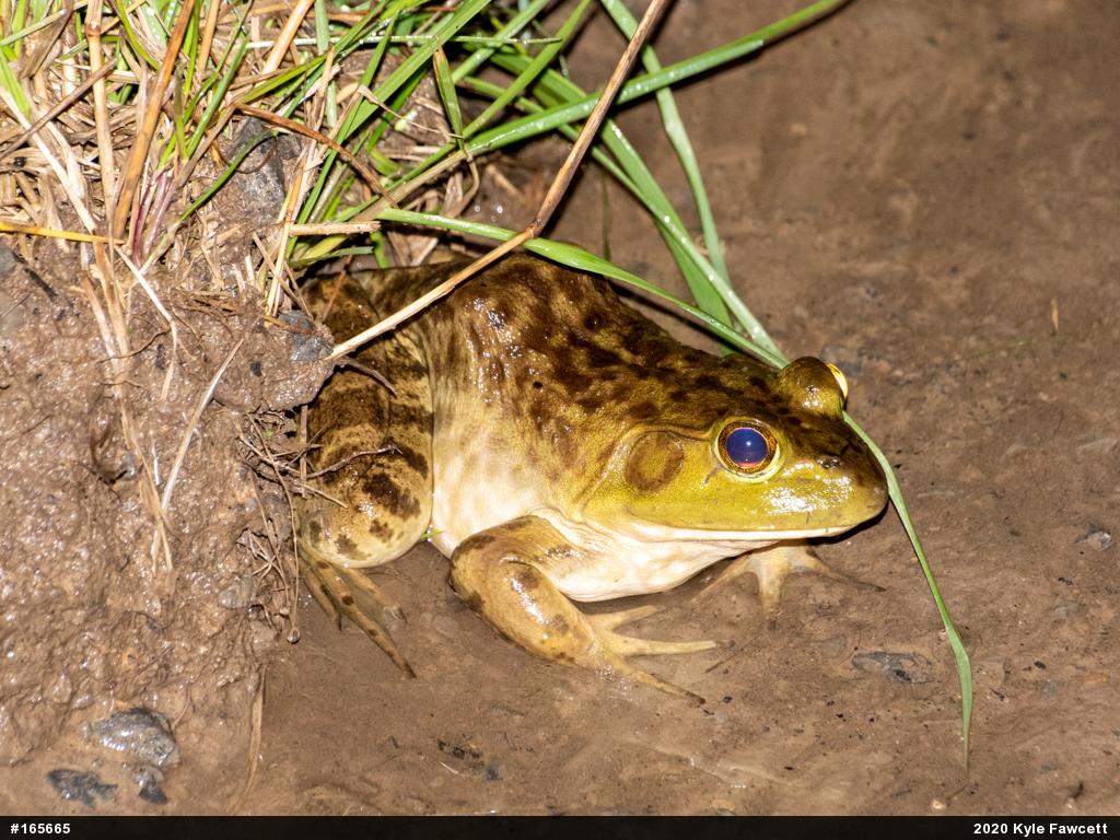 American Bullfrog