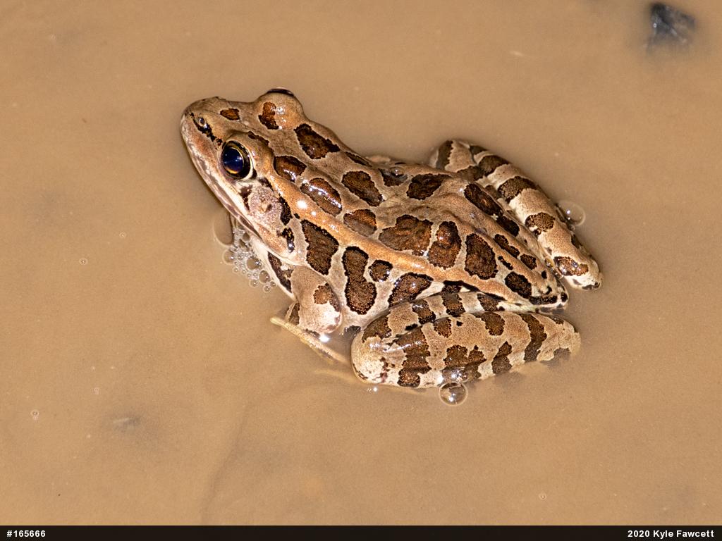 Pickerel Frog