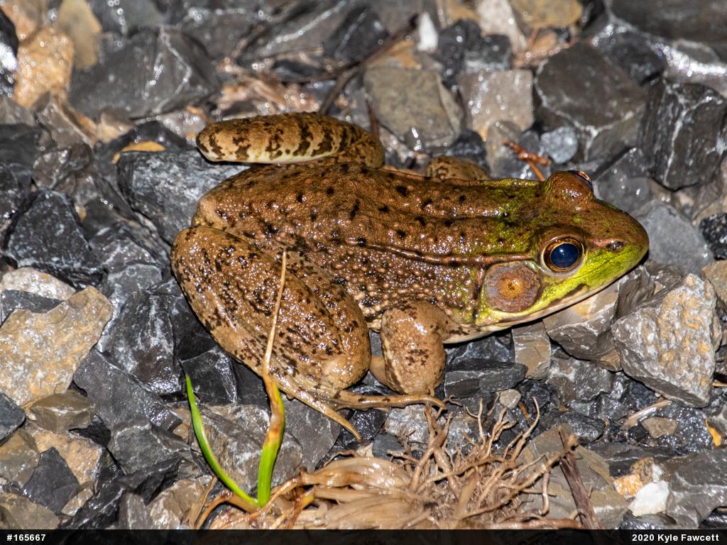 Green Frog