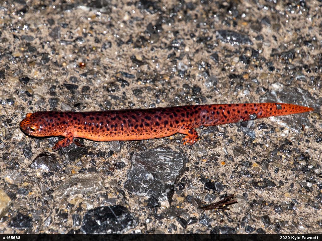 Northern Red Salamander