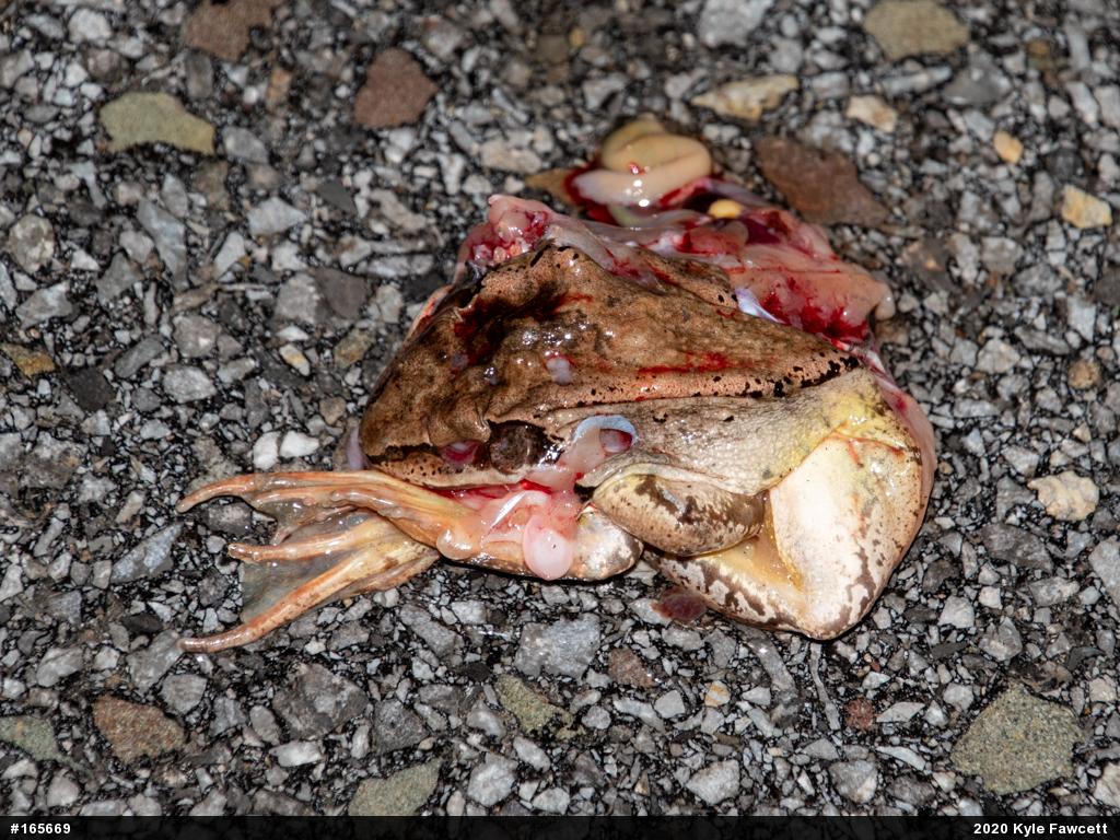 Wood Frog