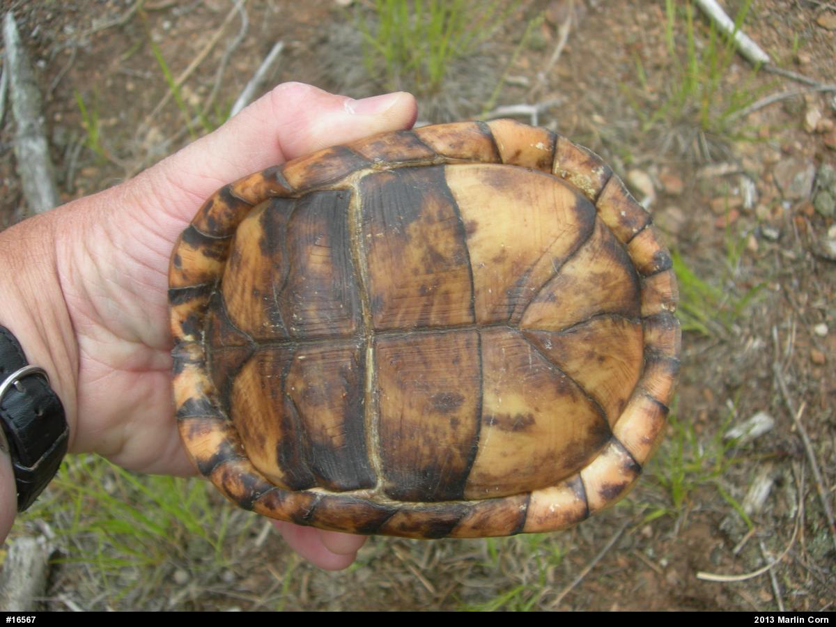 Eastern Box Turtle