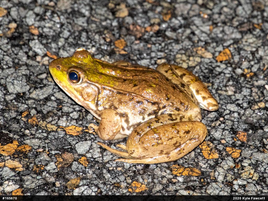 Green Frog