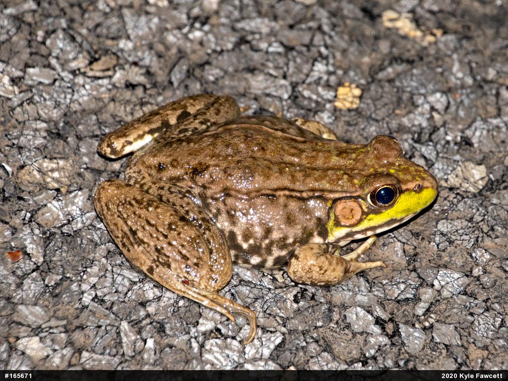 Green Frog