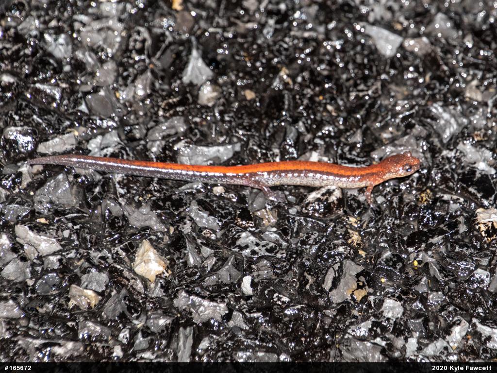 Eastern Red-backed  Salamander
