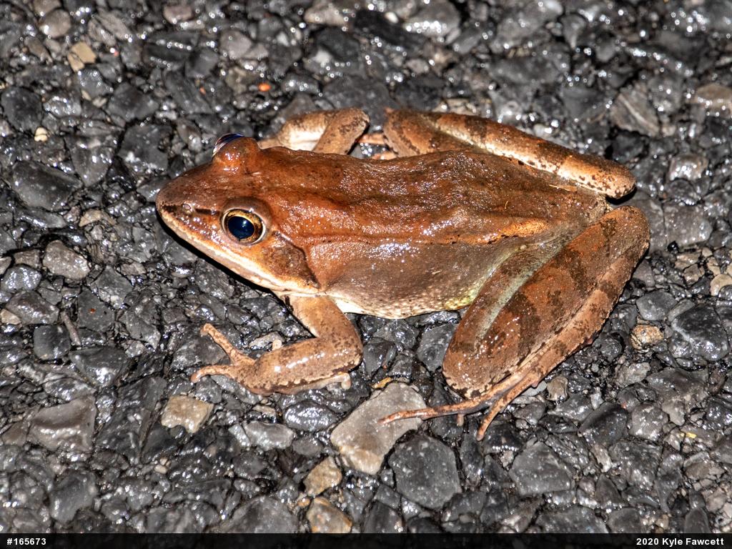Wood Frog
