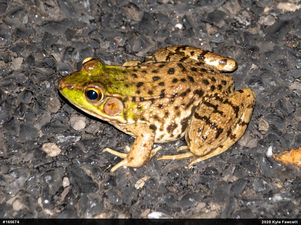 Green Frog