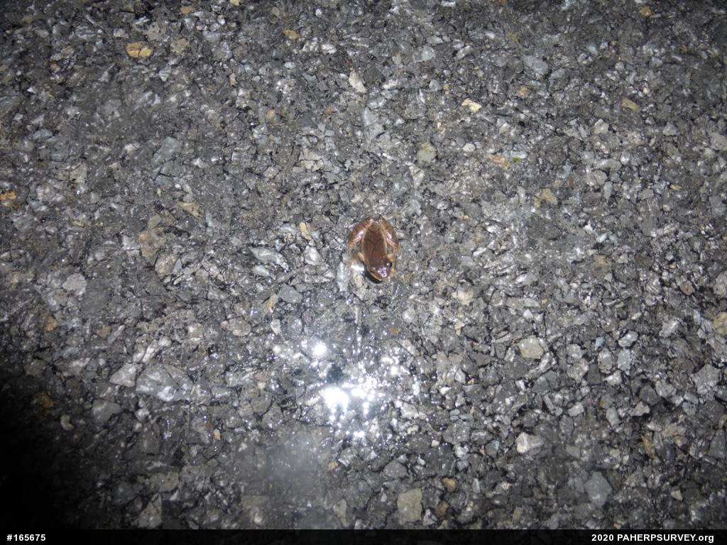 Spring Peeper