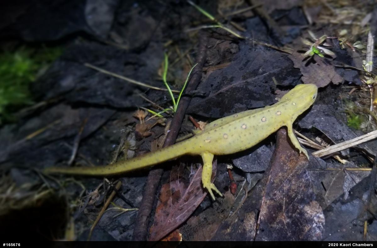Red-spotted Newt