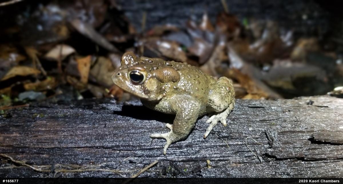 Eastern American Toad