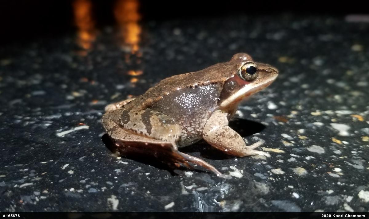 Wood Frog