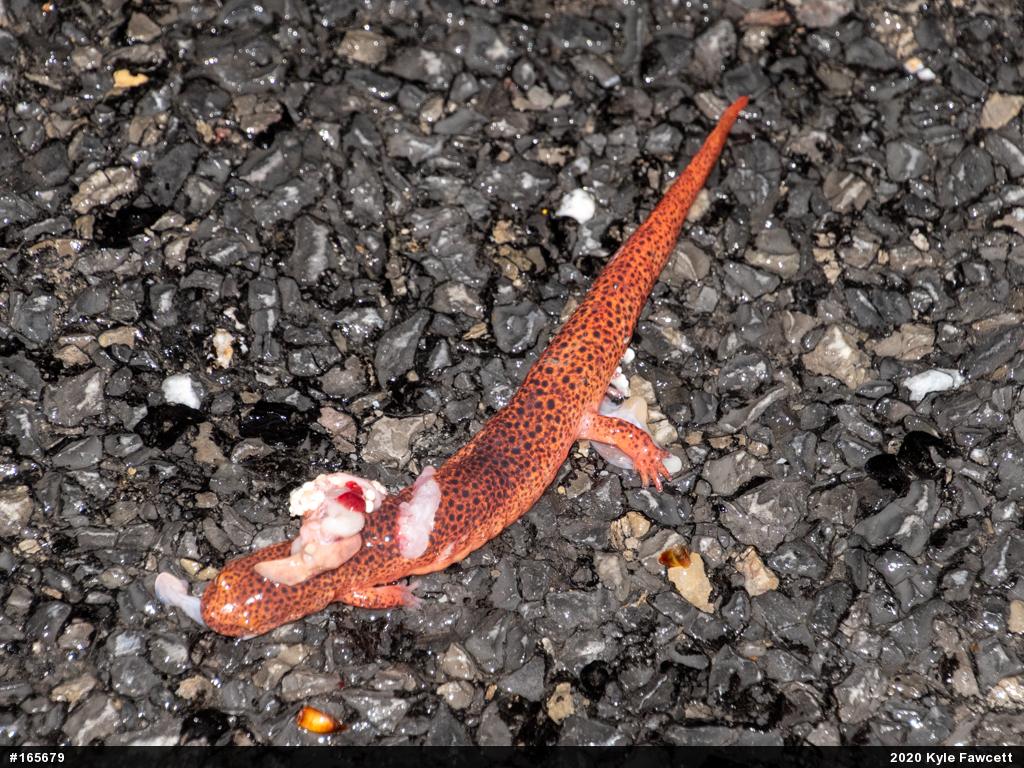 Northern Red Salamander