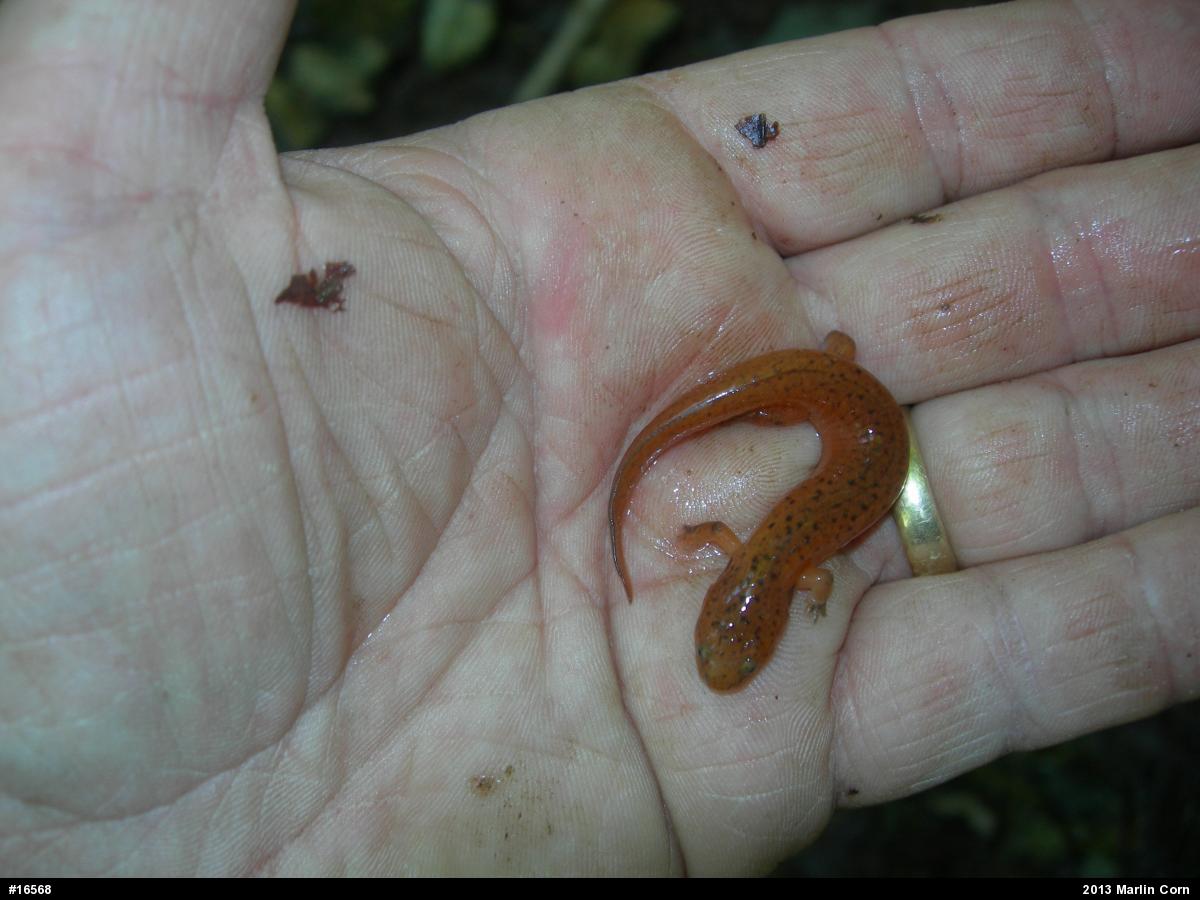 Northern Red Salamander