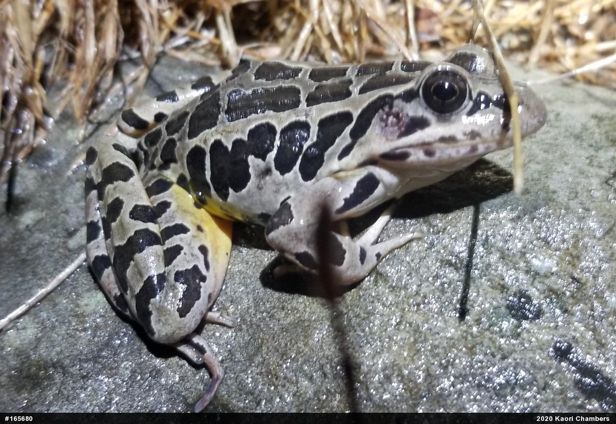 Pickerel Frog