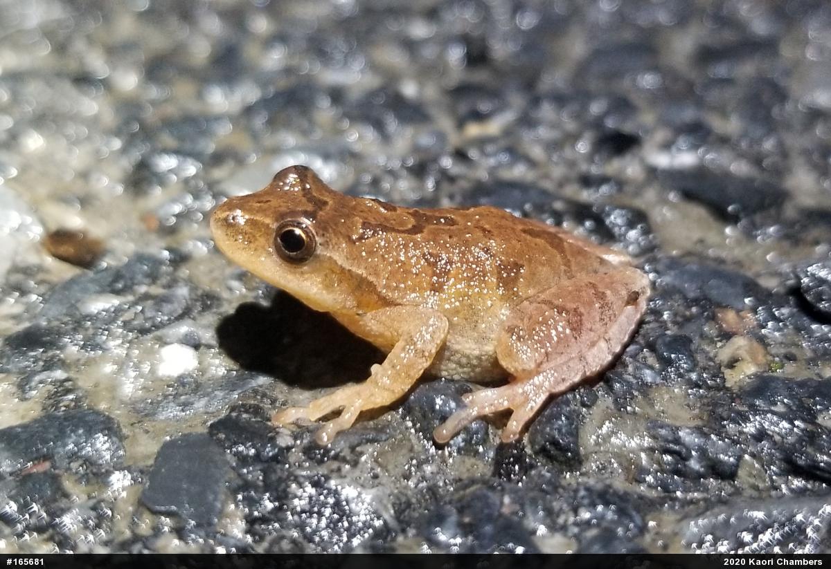 Spring Peeper