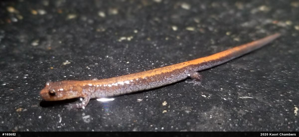 Eastern Red-backed  Salamander