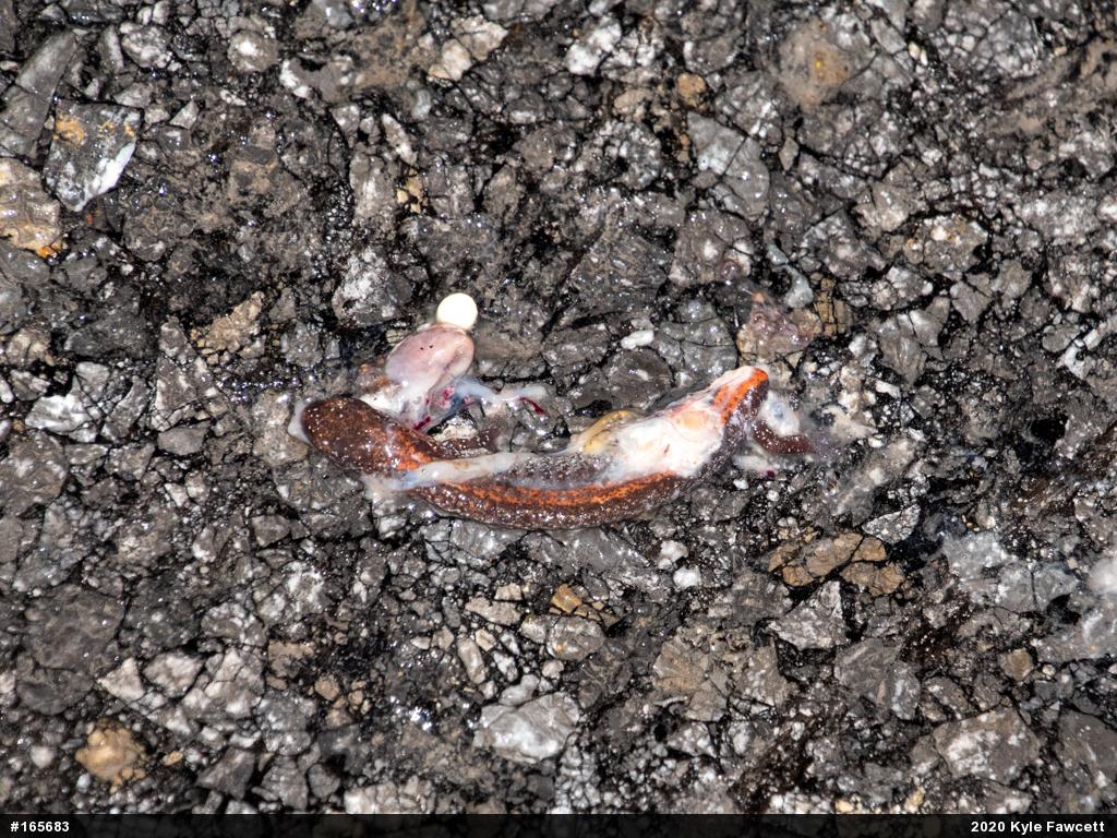 Eastern Red-backed  Salamander