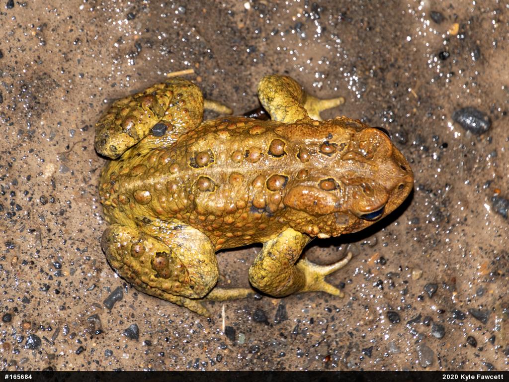 Eastern American Toad