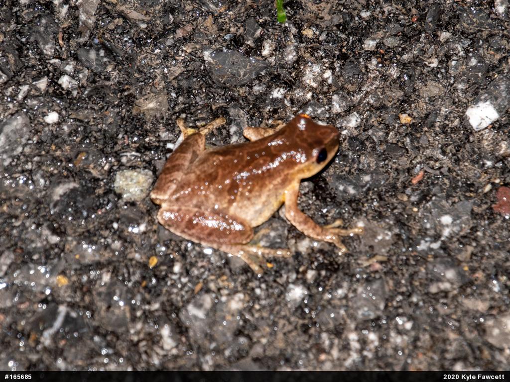 Spring Peeper