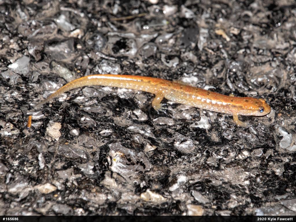 Northern Dusky Salamander