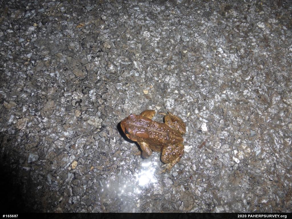 Eastern American Toad
